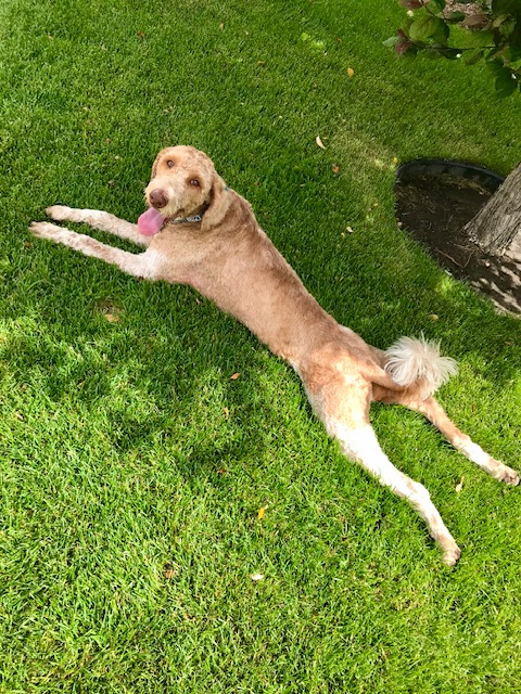 Andy Collin's running buddy Lhotse cools off after a run.