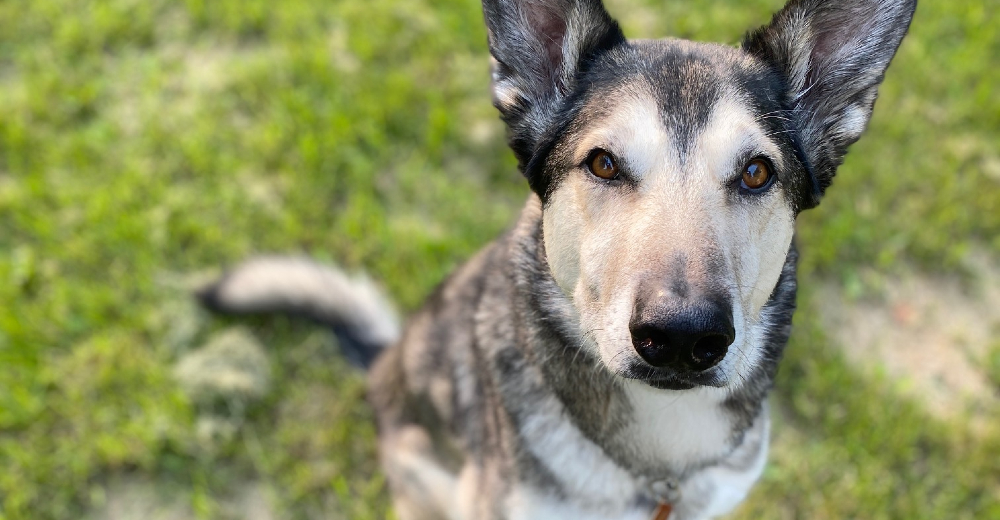 What I’ve learned from 20 years of running with my dogs